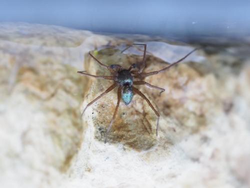 Philodromus sp.